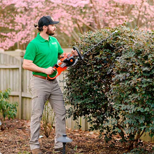 Tree & Bush Trimming