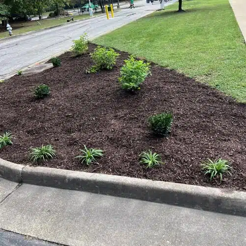 mulch